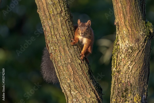 Closeup of a red squirrel (Sciurus vulgaris) on a tree