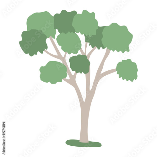 Eucalyptus tree with lush crown  flat style vector