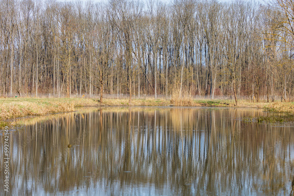 The calm water of the pond. There are trees around the water. The trees are reflected on the surface. Jiva willow by the water. The calm water of the pond. There are trees around the water. The trees are reflected on the surface. Jiva willow by the water.