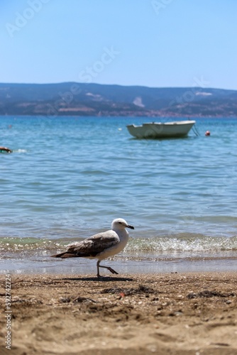 Vertical shot of the Caspian gull on a beach