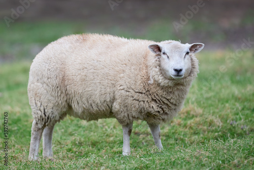 White Flemish sheep in meadow