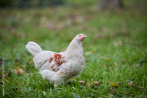 Young white chicken free-range in garden looking upwards