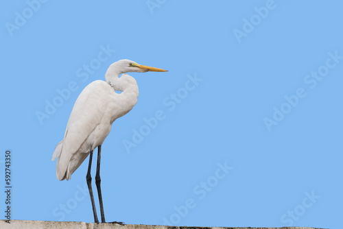 Egret standing on the wall isolated on blue sky.