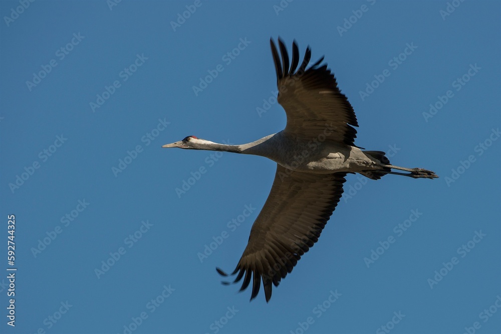 Fototapeta premium Common crane, Grus grus, in flight migrating across Europe to Sweden in the spring