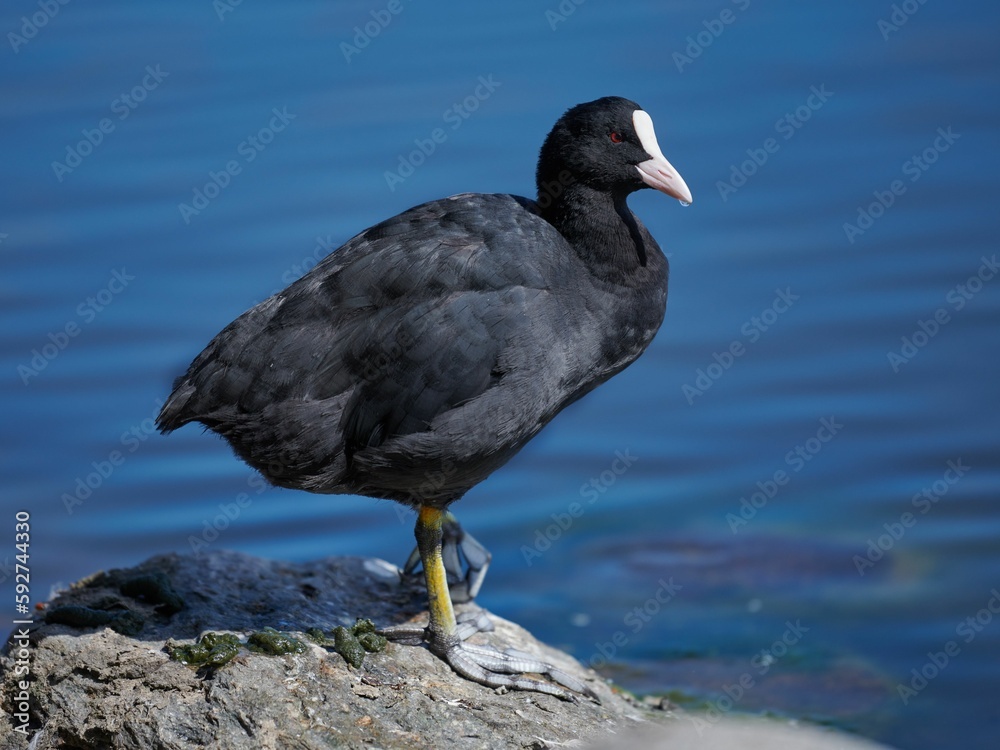 Closeup shot of a Coot, Eurasian coot (Fulica atra), also known as the common coot Closeup shot of a Coot, Eurasian coot (Fulica atra), also known as the common coot