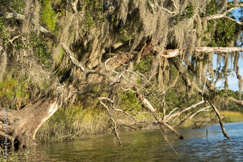 South Carolina Marsh