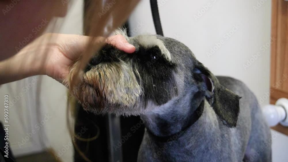 Groomer cuts Zwerg dog with scissors and a razor Groomer cuts Zwerg dog with scissors and a razor