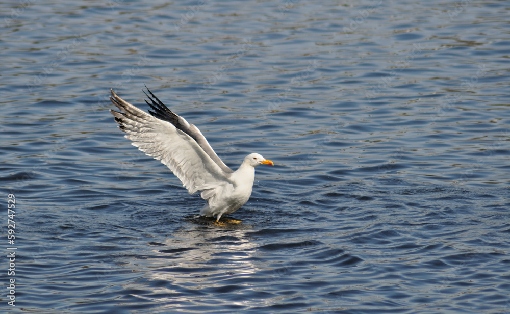 Seagull with open wings as it takes off from the surface of the water