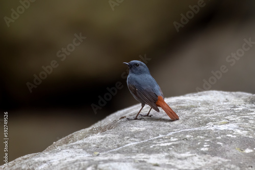 Plumbeous water redstart or Phoenicurus fuliginosus seen in Rongtong in India photo