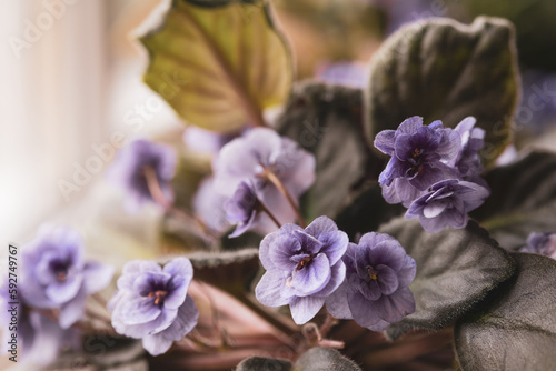Beautiful blooming indoor violets with lilac petals