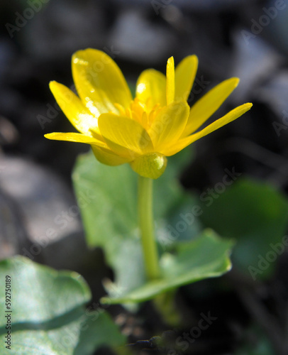 Ranunculus ficaria blooms in the wild