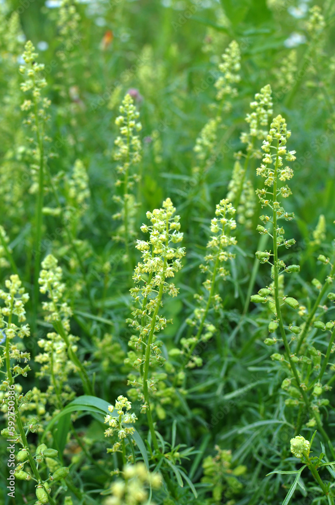 Reseda lutea as a weed growing in the field Reseda lutea as a weed growing in the field