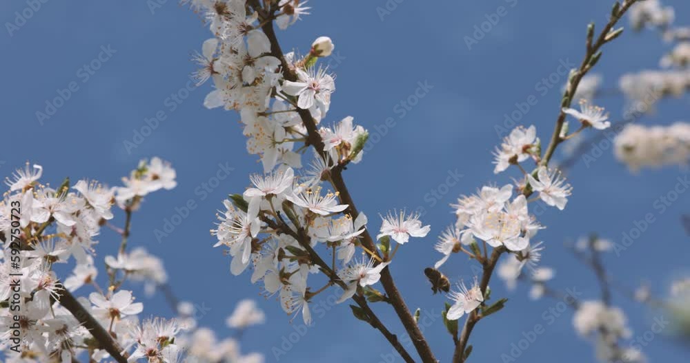 Bee collecting pollen nectar from white flower of cherry tree with blue sky in background. Flying around the plant and climbing. Sunny spring day. Slow motion shot. 4K 120fps high quality Canon Bee collecting pollen nectar from white flower of cherry tree with blue sky in background. Flying around the plant and climbing. Sunny spring day. Slow motion shot. 4K 120fps high quality Canon