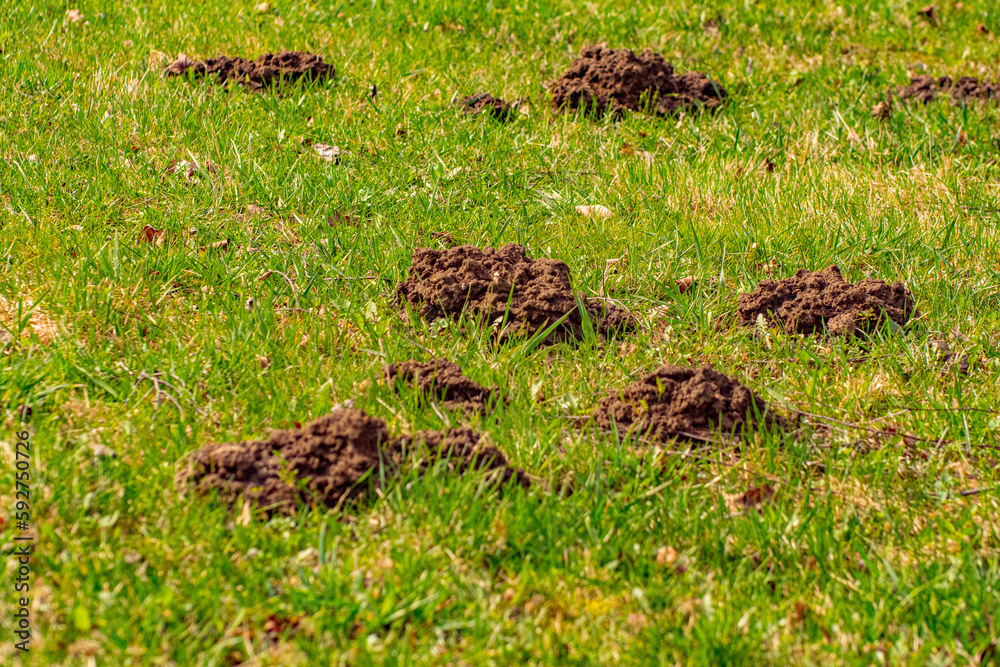 Obraz premium The mole pushed off the ground and made piles of ground