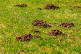 The mole pushed off the ground and made piles of ground