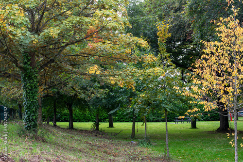 Dense autumn park with a bench.