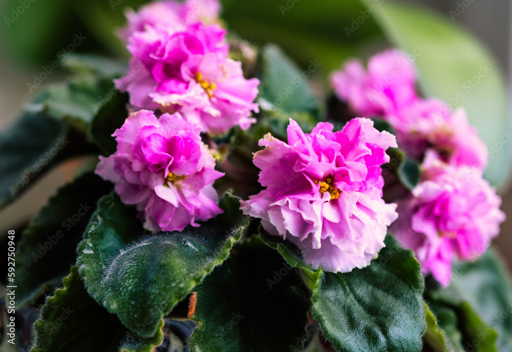 african violet flowers saintpaulia in pot on windowsill, macro close up african violet flowers saintpaulia in pot on windowsill, macro close up