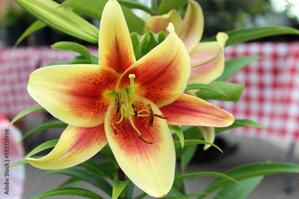 Fototapeta premium orange lily flower