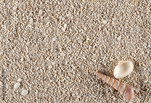 Sea shell in sand pile background and texture, top view