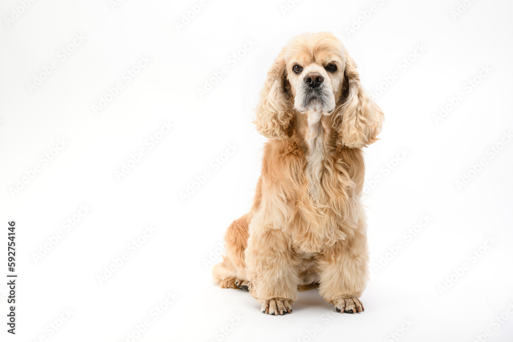 American Cocker Spaniel sits in front of a white background.