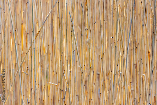 Dense, pale brown dry grass reeds texture makes vertical stripes with depth of field