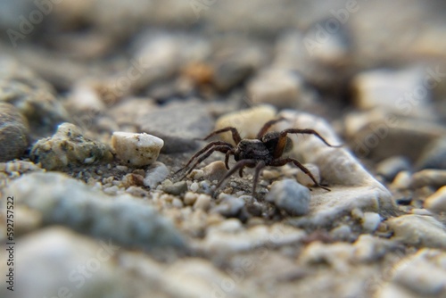 Spider on the road during sunny day. Sovakia photo