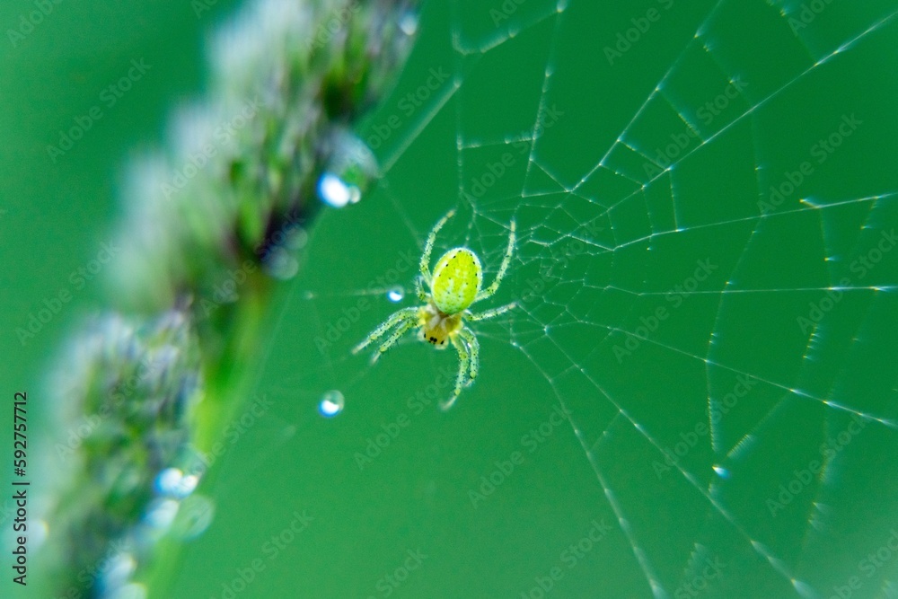 Spider mother overd with baby spiders on the rocks during sunny day. Sovakia Spider mother overd with baby spiders on the rocks during sunny day. Sovakia