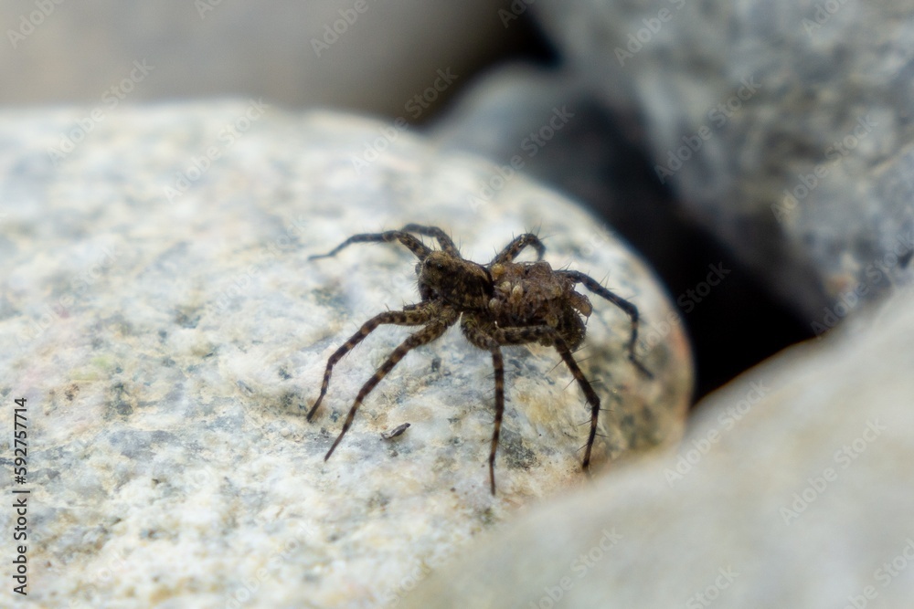 Spider mother overd with baby spiders on the rocks during sunny day. Sovakia