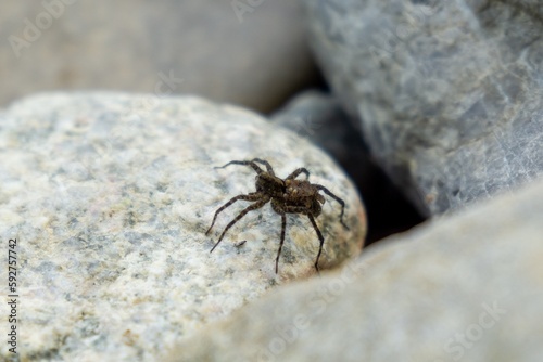Spider mother overd with baby spiders on the rocks during sunny day. Sovakia