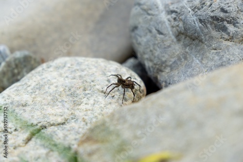Spider mother overd with baby spiders on the rocks during sunny day. Sovakia