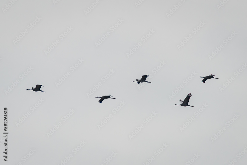 Selective focus photo. Common crane bird, Grus grus.