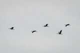 Selective focus photo. Common crane bird, Grus grus.