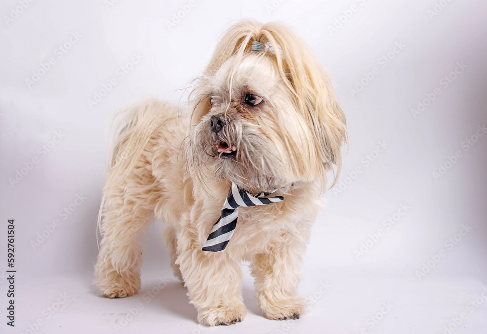 Shih Tzu pure breaded dog photoshoot in studio. Shih Tzu pure breaded dog photoshoot in studio.