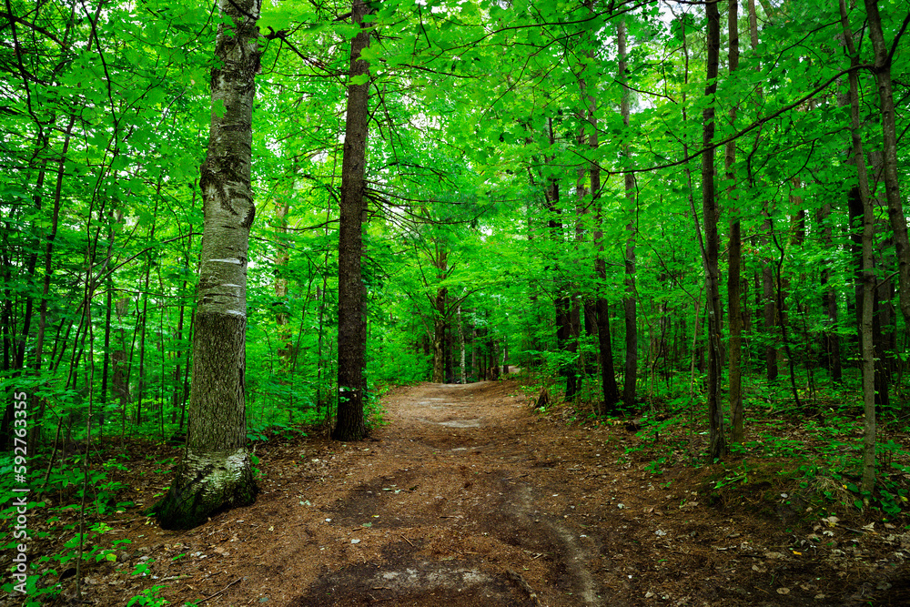 Fototapeta premium path in the forest