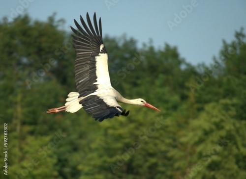  stork flying