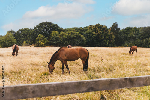 A heard of brown horses at pasture in a field on a summer day.