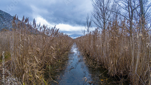 reeds on the river