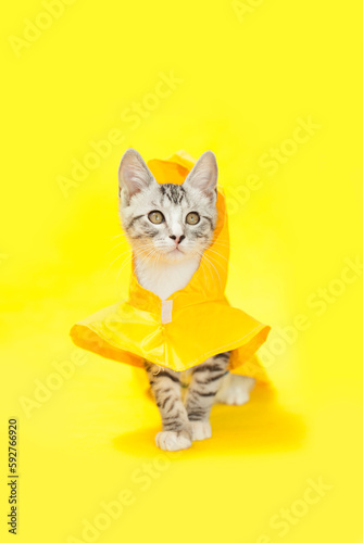 Gray kitten wearing a yellow rain coat jacket to protect from bad, spring, rainy weather, yellow background.
