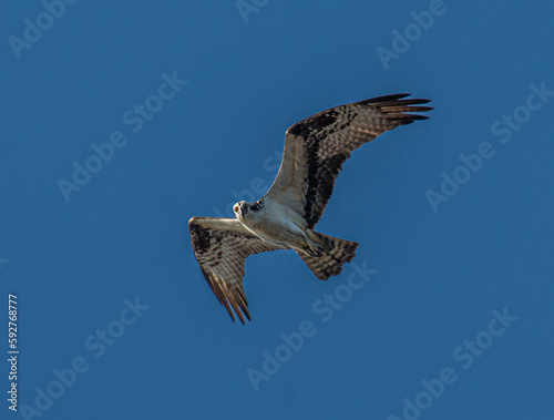Osprey bird looking down hunting for food