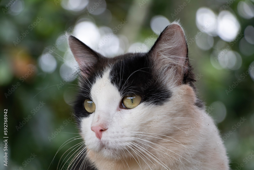 portrait of a cat, retrato de gato