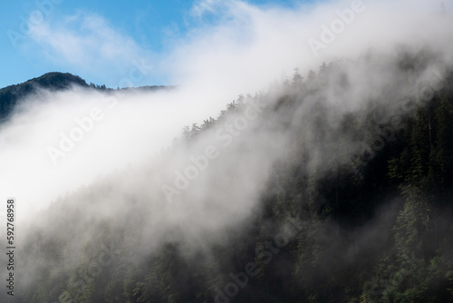 Mountain pine tree forest in mist and fog with copy space, British Columbia, Canada.