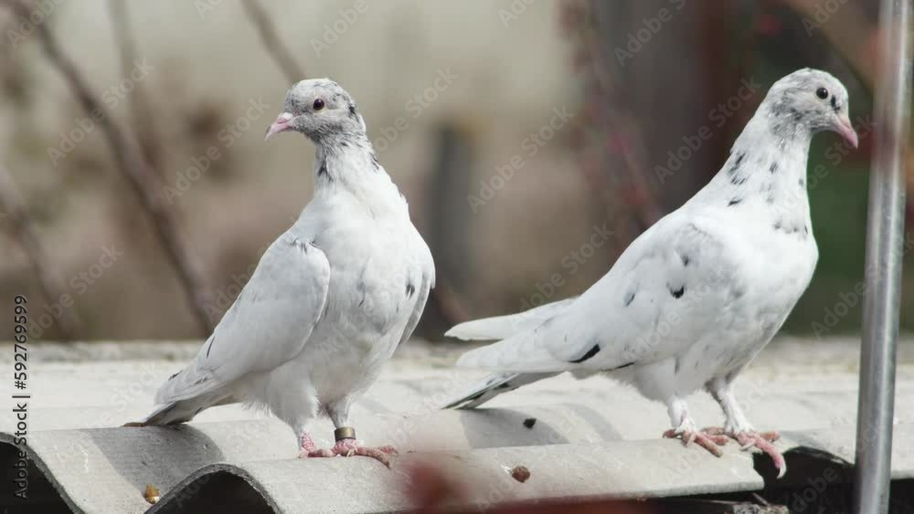 young funny roller pigeons of marble color rest on the roof young funny roller pigeons of marble color rest on the roof