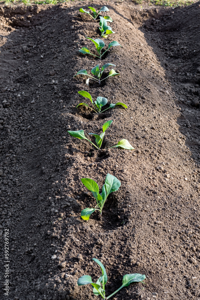 Small plants just planted in the garden. Vegetable garden with soil and small green plants. Small plants just planted in the garden. Vegetable garden with soil and small green plants.