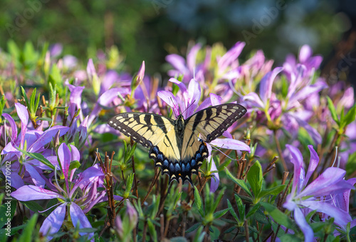Yellow swallowtail butterfly on purple blossoms