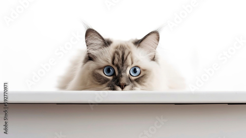 Ragdoll cat peeking out from behind a white table, on white background with copyspace. © Melipo-Art