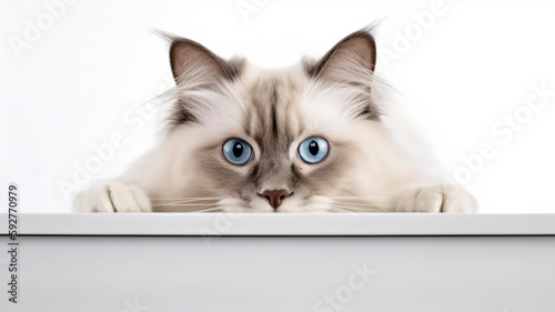 Ragdoll cat peeking out from behind a white table, on white background with copyspace.