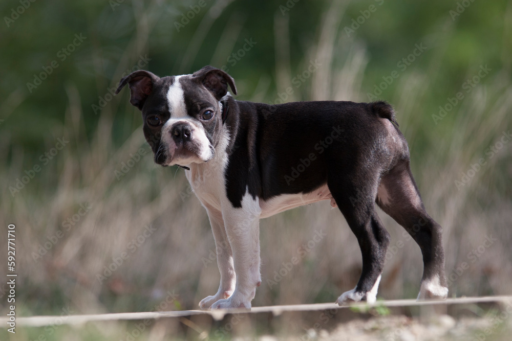 Young Boston Terrier purebred dog in a park against a green background. Cute 4-month-old Boston Terrier at a stop during a walk in the park looks to the camera. 