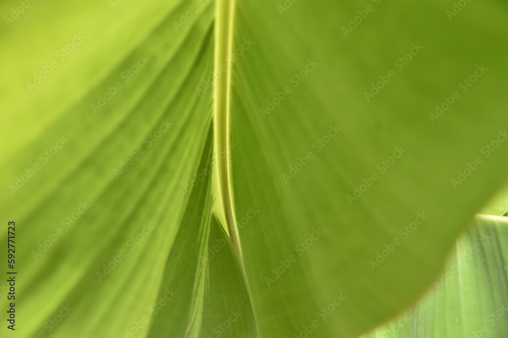 green leaf background green leaf background