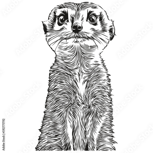 Meerkat vector illustration line art drawing black and white Meerkats