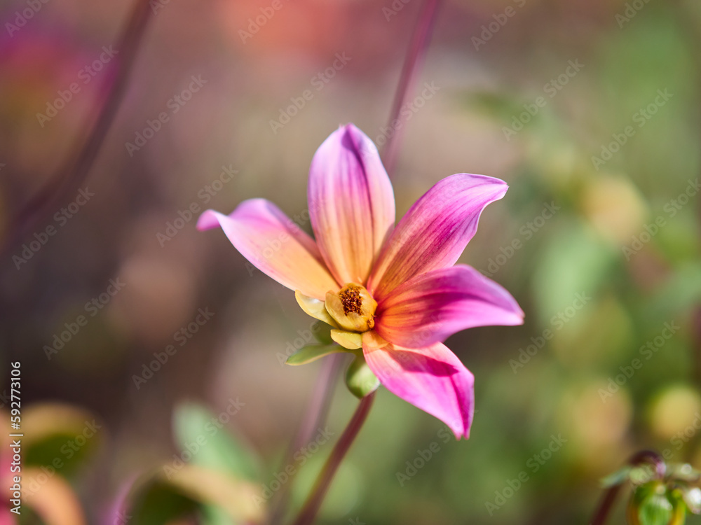 flower flower